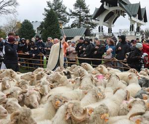 Wiosenne Święto Bacowskie w Ludźmerzu. Rozpoczął się redyk, oficjalny początek wypasanie owiec [GALERIA