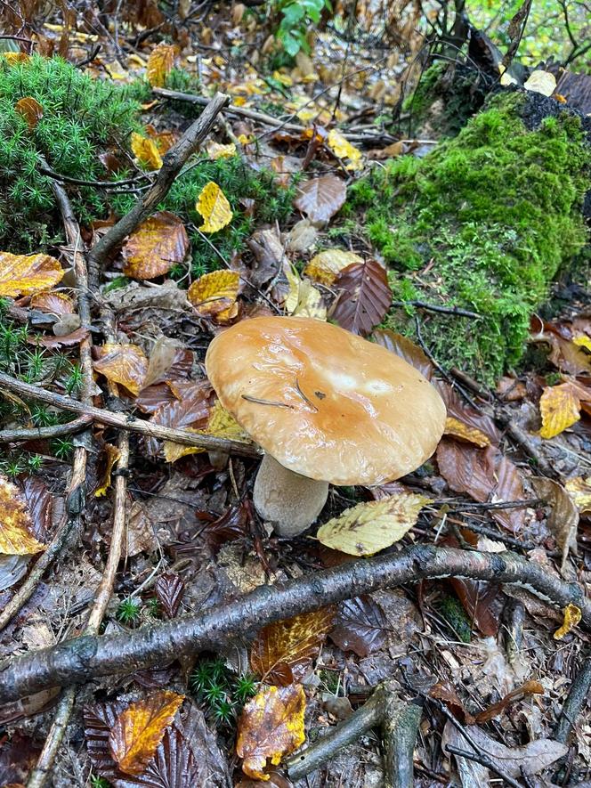 Trwa wysyp grzybów w woj. lubelskim