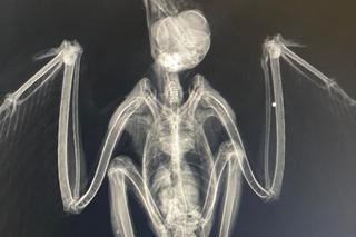 Myszołów Maciek trafił do Lecznicy po walce z innym ptakiem