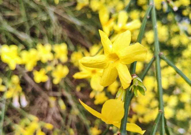 Pierwsze oznaki wiosny we Wrocławiu. Ogród Botaniczny pełen przebiśniegów i krokusów