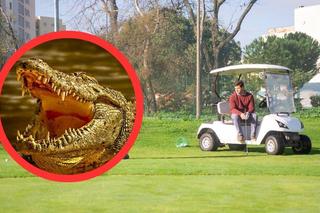 Aligator zaatakował wózek golfowy! To mogło skończyć się tragedią