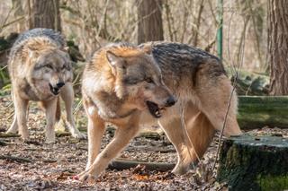 Bezbronny pies rozszarpany przez wilki. Scena jak z horroru. Porwały go razem z łańcuchem