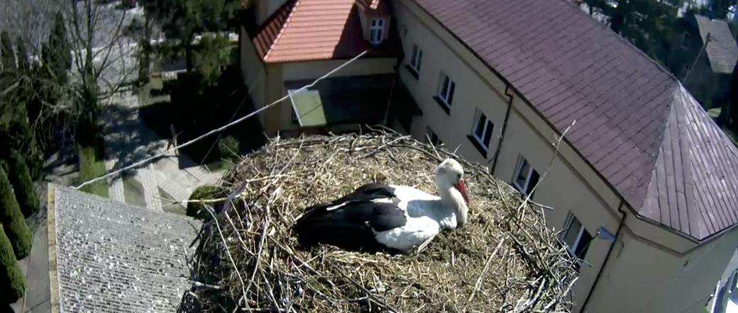 Jajeczko u bocianów