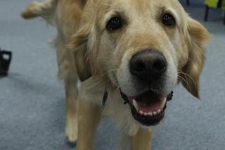 Uratowali spod gruzów w Turcji 12 osób! 