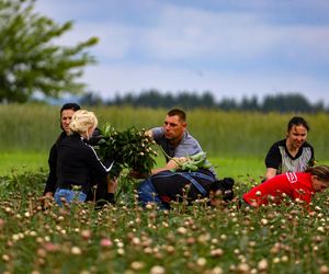 Królewskie kwiaty z Brzozia podbijają świat 