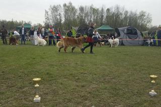 39 Krajowa Wystawa Psów Rasowych Gliwice 2017