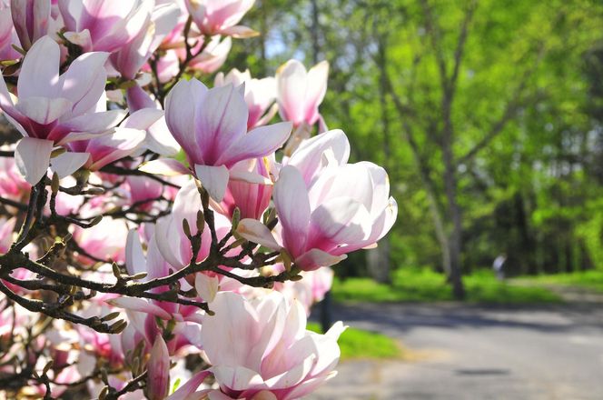 Festiwal Hanami w Powsinie. Celebruj wiosnę w japońskim stylu 