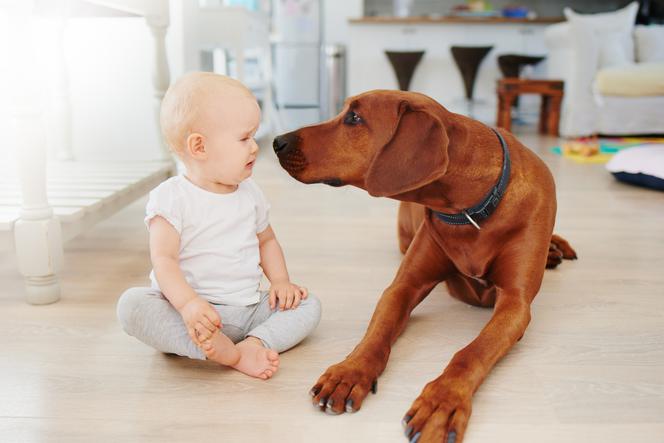 Co zrobić, gdy pies ugryzie dziecko