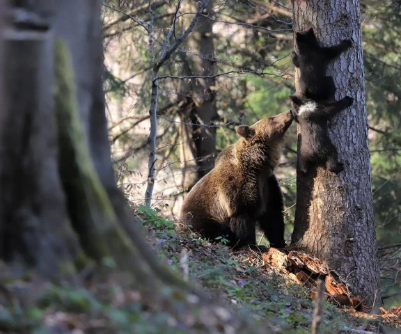 Niedźwiedzi może być nawet 300! Pilny apel do turystów!