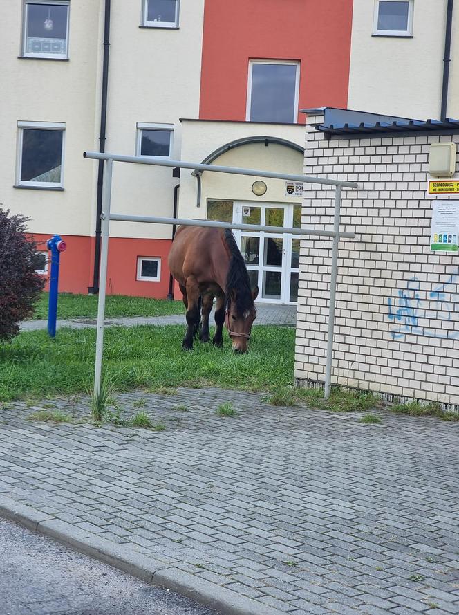 Koń na osiedlu w Bielsku-Białej
