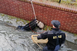 Gdańsk: BORSUK uwięziony w potoku Strzyża! Zobacz WIDEO z akcji ratunkowej