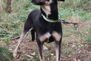 Poznajcie Knedla, który na dom czeka w COZ Grudziądz