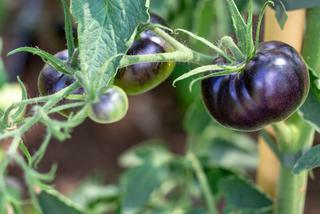 Czarne pomidory - czy są trudniejsze w uprawie niż czerwone?