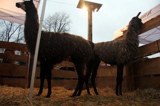 Żywa szopka przy ul. Franciszkańskiej w Krakowie. Kiedy będzie można ją zobaczyć i jakie szykują się atrakcje?