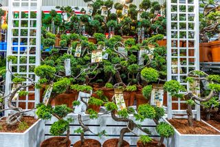 Targi Zieleń to życie 2025 - rośliny doniczkowe