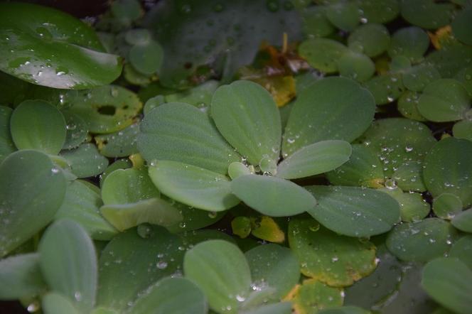  Pistia rozetkowa to nowy inwazyjny gatunek obcy