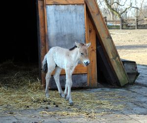  Warszawskie zoo ma nowego mieszkańca. To trzecie dziecko Primy i Larsa