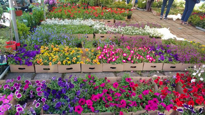 Chorzów: Kwiaty, zioła i dodatki do ogrodu. W Parku Śląskim trwa Święto Kwiatów [ZDJĘCIA]