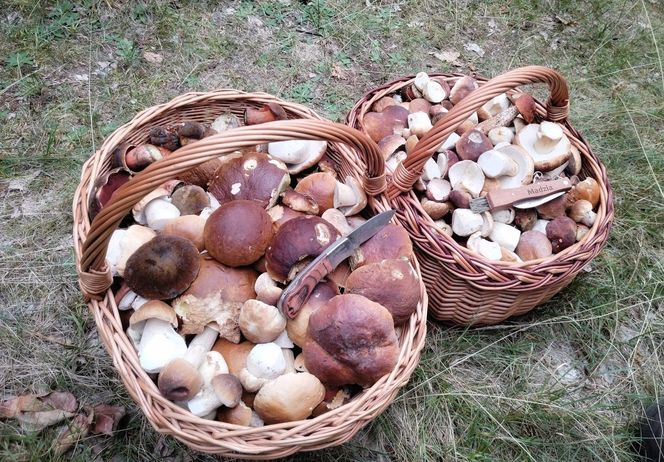 Wysyp grzybów w woj. świętokrzyskim. „Rosną jak na drożdżach”.