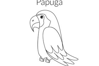 Papuga kolorowanka - malowanka do druku