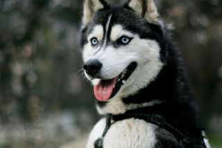 Syberyjski Husky
