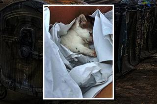 Ktoś wyrzucił kociaka na śmietnik! Policjanci z Łobza uratowali mu życie