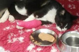 Choinka wyrzucona przez balkon omal nie zabiła kota! Trwa zbiórka na leczenie