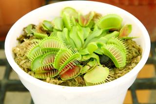 Rośliny mięsożerne