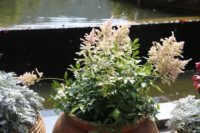 Tawułka japońska - Astilbe japonica