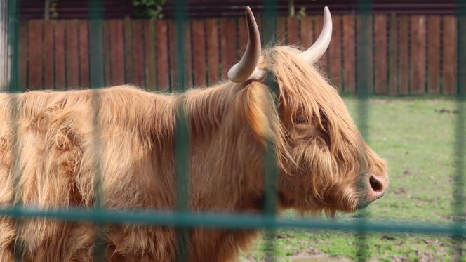 Pomysł na wycieczkę niedaleko Lublina? Zoo w Wojciechowie to idealny kierunek!