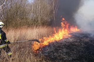 Mieszkańcy Podkarpacia masowo wypalają trawy