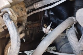 Kot pod maską samochodu w Czechowicach-Dziedzicach. Heroiczna walka fundacji i mieszkańców