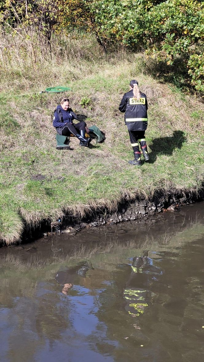 Nutrie w Rybniku są już odławiane