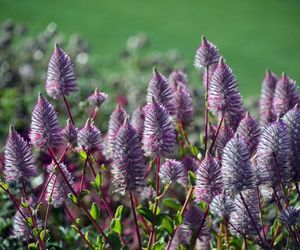Ptilotus exaltatus 