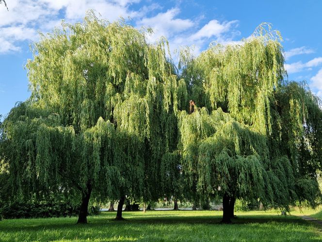 Park Centralny przed wielką zmianą! Zobacz, gdzie powstanie kąpielisko