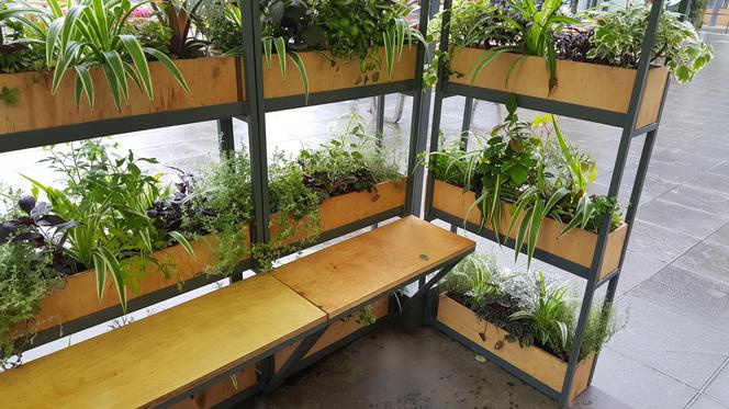 Zielona lauba w Katowicach