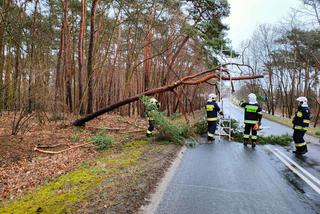 Potężna wichura przejdzie przez Bydgoszcz i region! IMGW wydaje najwyższy alert [18.02.2022]