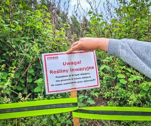 Rdestowiec na placu budowy Trasy Północnej w Szczecinie