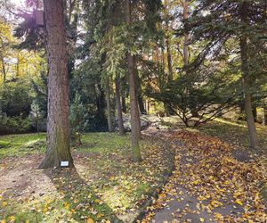 Jesień w Ogrodzie Botanicznym UKW. To ostatnia szansa na spacer wśród złotych liści!