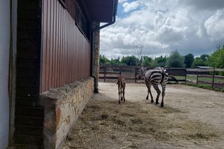 Mała zebra w zamojskim ZOO