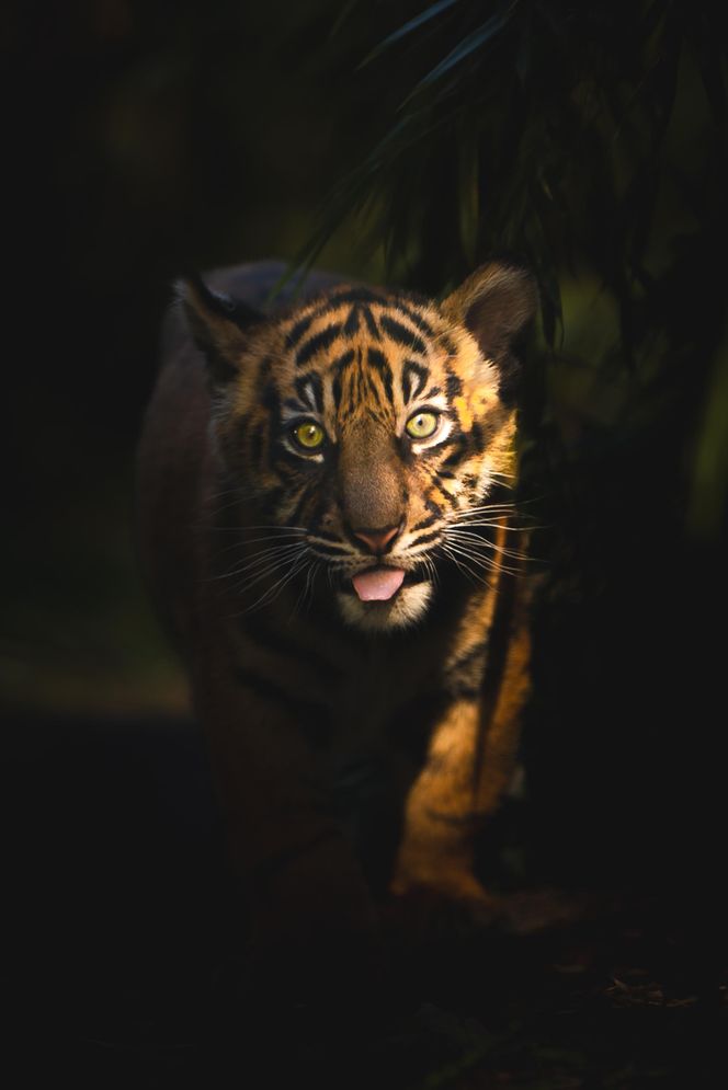 Cztery tygrysy sumatrzańskie z wrocławskiego zoo otrzymały imiona