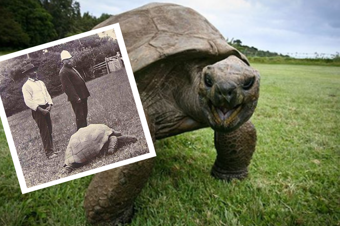 190-letni żółw
