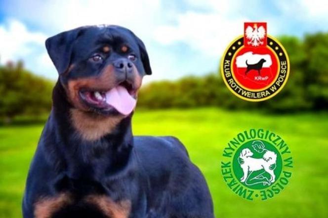 „Weekend Rottweilerów” w Szamocinie