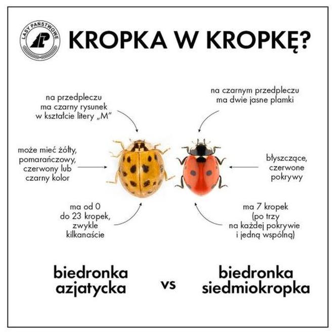 Inwazja biedronek azjatyckich. Jak wyglądają? Jak pozbyć się ich z domu? 