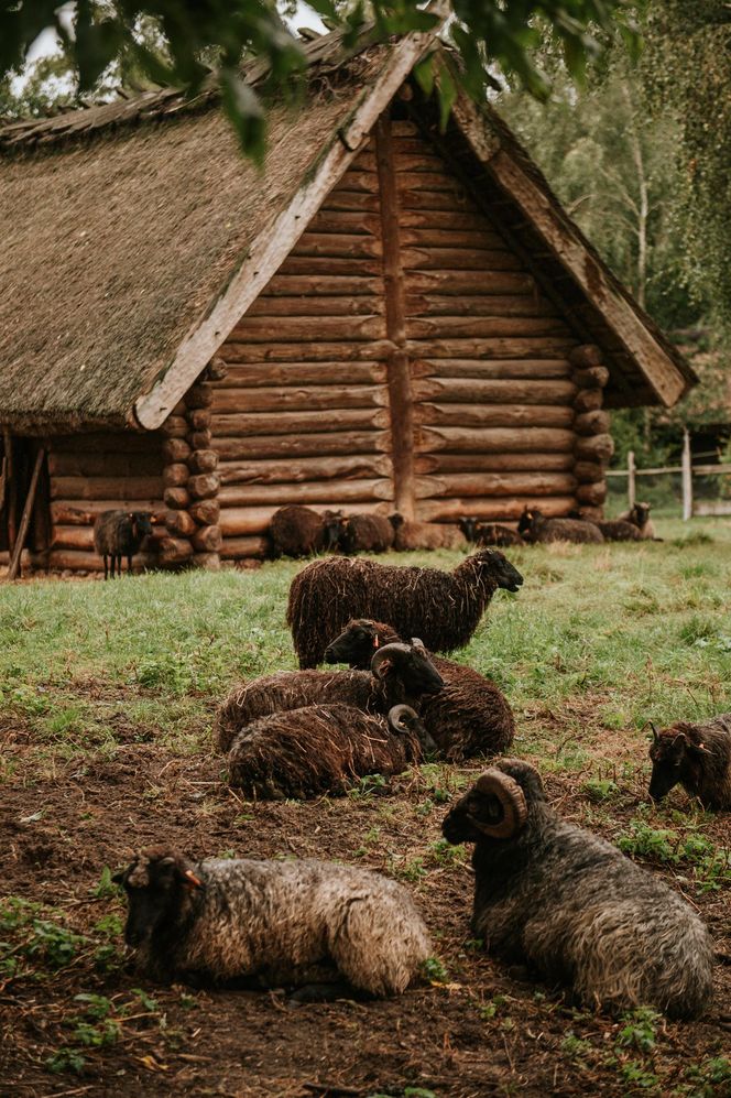 Muzeum Archeologiczne i Osada w Biskupinie 