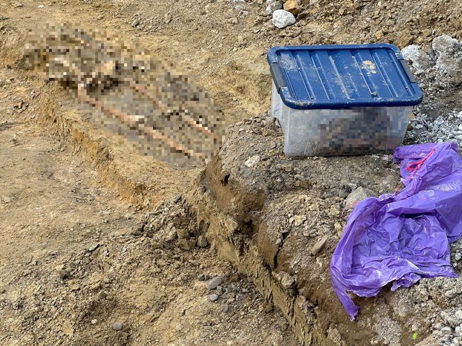 Na budowie trasy tramwajowej wykopali ludzki szkielet. Czyje szczątki odnaleziono?