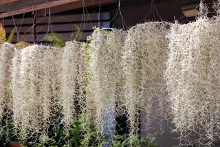  Hiszpański mech, oplątwa brodaczkowata (Tillandsia usneoides)