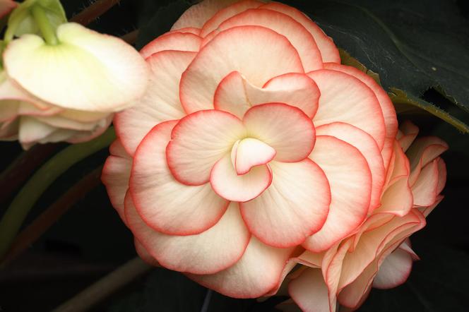 Begonia bulwiasta