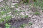 Urządzili sobie tor przeszkód w zabytkowym parku