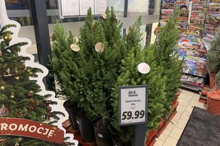 Choinka z Lidla